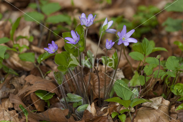 Leverbloempje (Anemone hepatica)