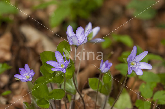 Leverbloempje (Anemone hepatica)