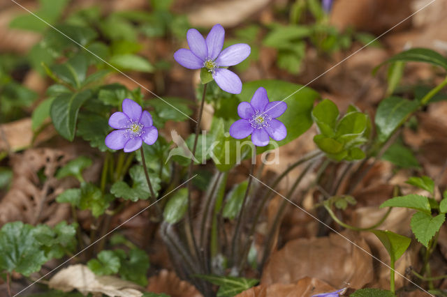 Leverbloempje (Anemone hepatica)