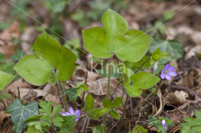 Leverbloempje (Hepatica nobilis)