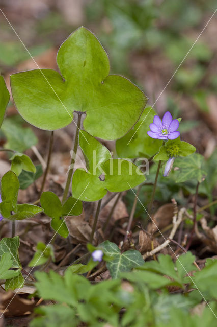 Leverbloempje (Hepatica nobilis)