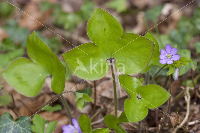 Leverbloempje (Hepatica nobilis)