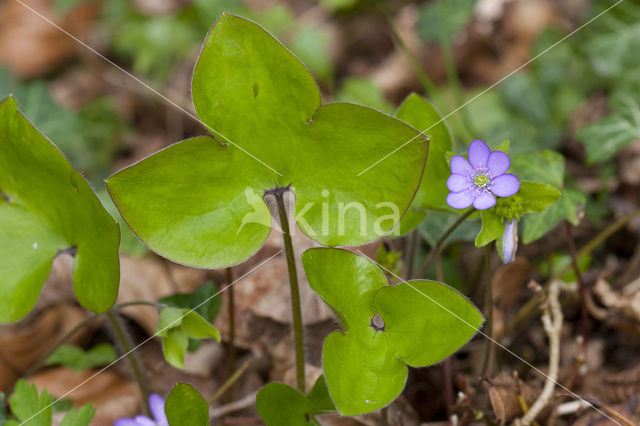 Leverbloempje (Hepatica nobilis)