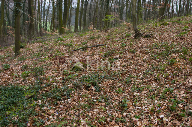 Leverbloempje (Hepatica nobilis)