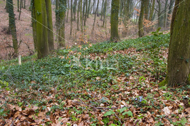 Leverbloempje (Hepatica nobilis)