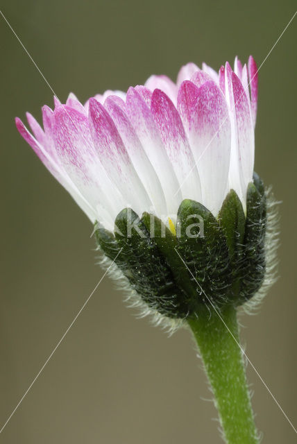 Madeliefje (Bellis perennis)