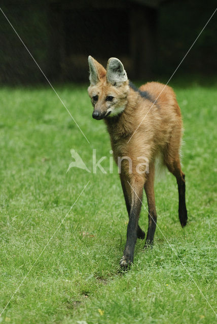 Manenwolf (Chrysocyon brachyurus)