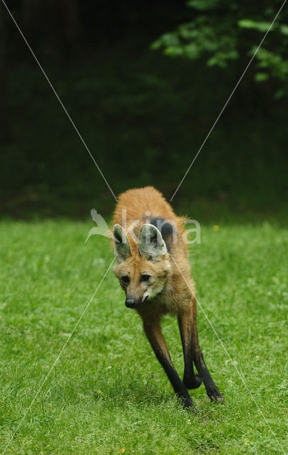 Manenwolf (Chrysocyon brachyurus)