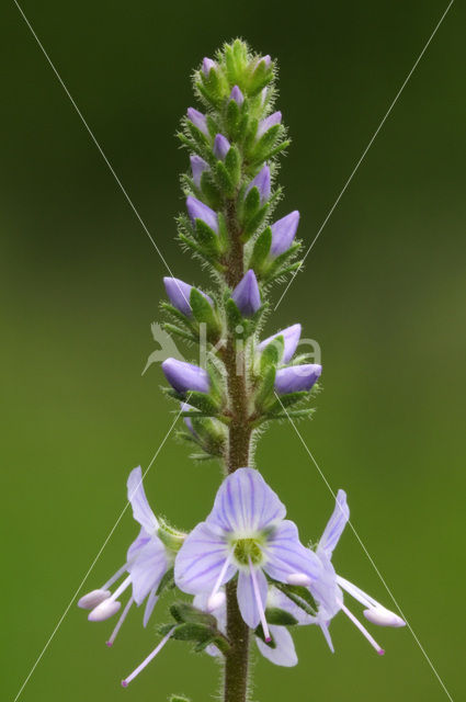 Mannetjesereprijs (Veronica officinalis)