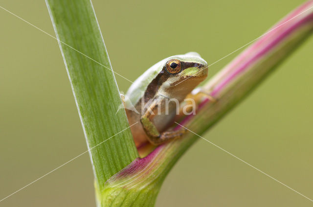 Mediterrane boomkikker (Hyla meridionalis)