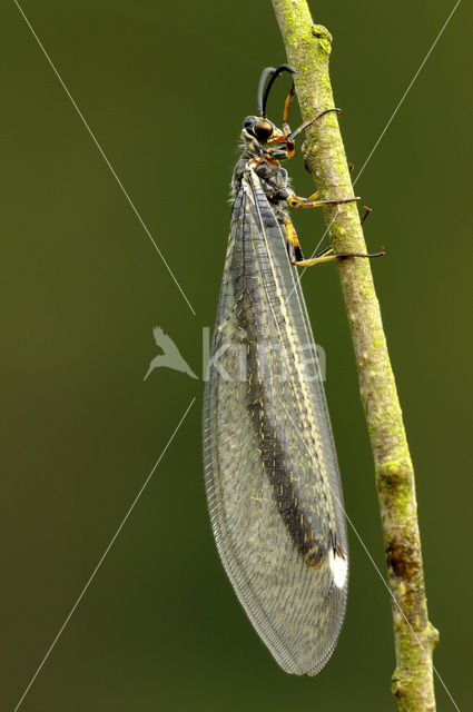 Mierenleeuw (Myrmeleon formicarius)