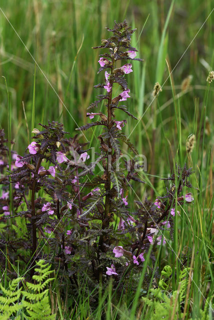 Moeraskartelblad (Pedicularis palustris)