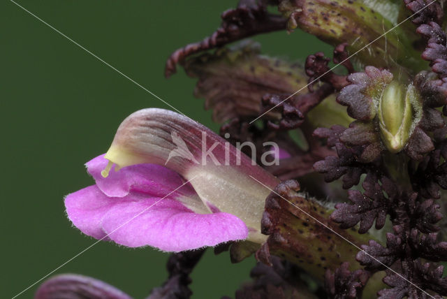 Moeraskartelblad (Pedicularis palustris)