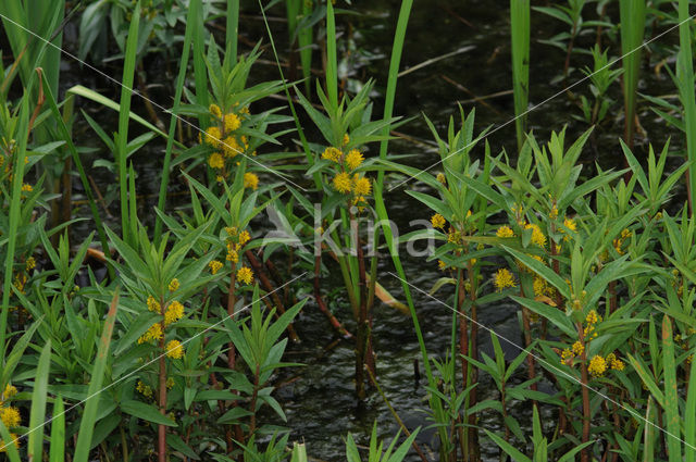 Moeraswederik (Lysimachia thyrsiflora)