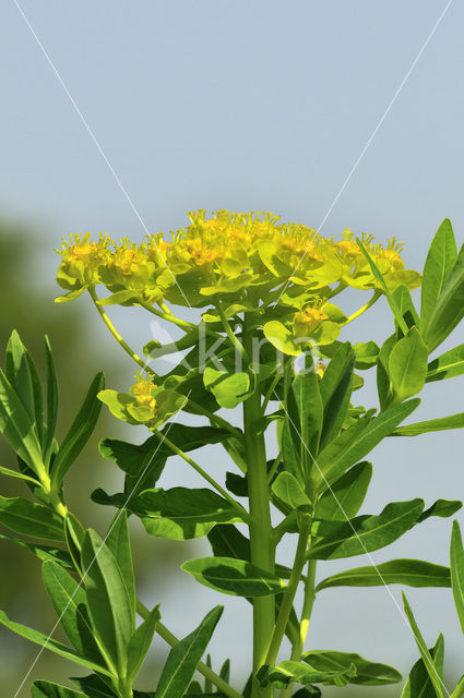 Moeraswolfsmelk (Euphorbia palustris)