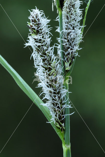 Moeraszegge (Carex acutiformis)