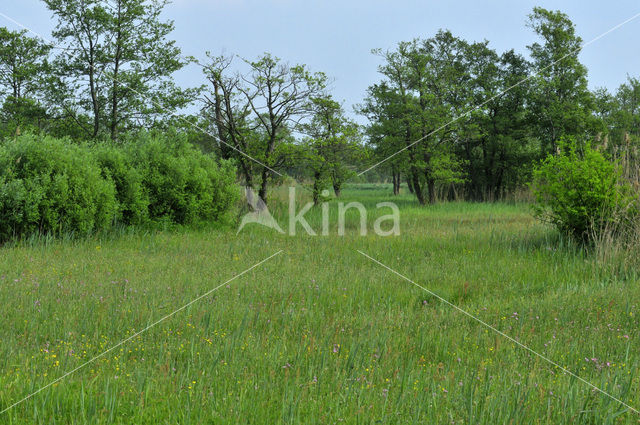 Nationaal Park Weerribben-Wieden