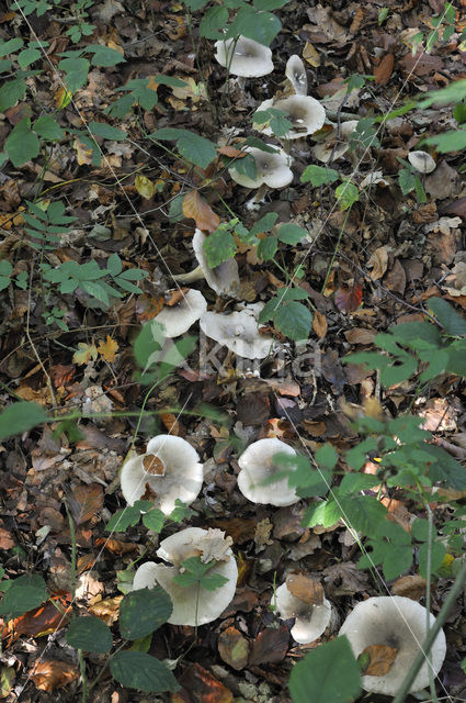 Nevelzwam (Clitocybe nebularis)