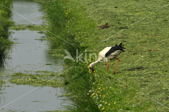 Ooievaar (Ciconia ciconia)