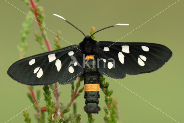 Phegeavlinder (Amata phegea)