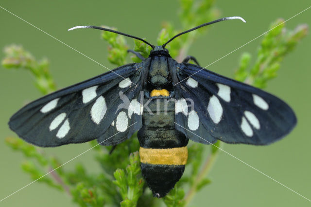 Phegeavlinder (Amata phegea)