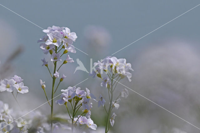 Pinksterbloem (Cardamine pratensis)