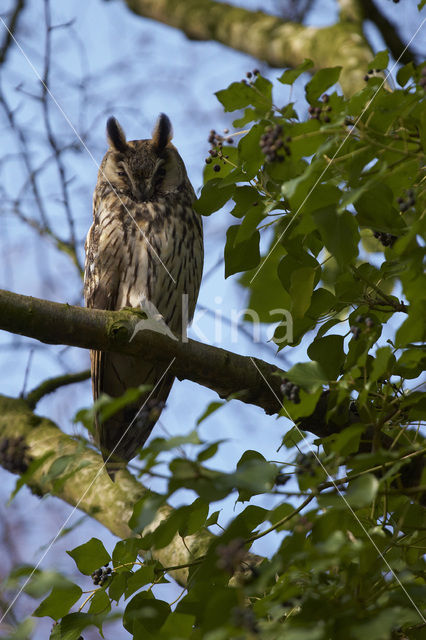 Ransuil (Asio otus)