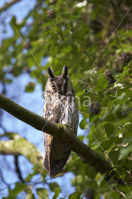 Ransuil (Asio otus)