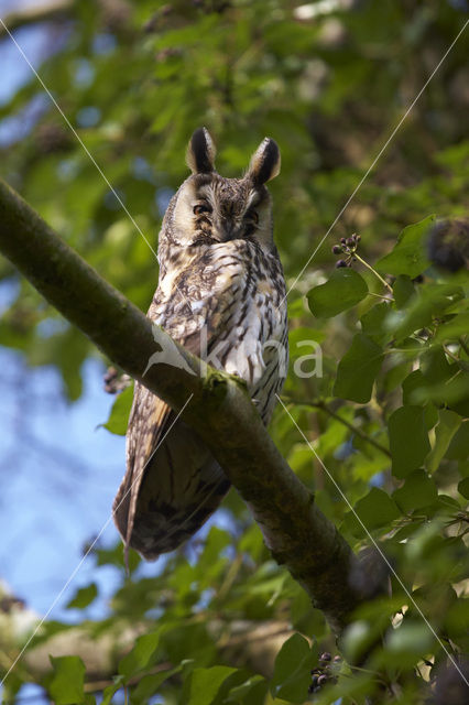 Ransuil (Asio otus)