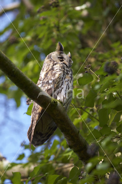 Ransuil (Asio otus)