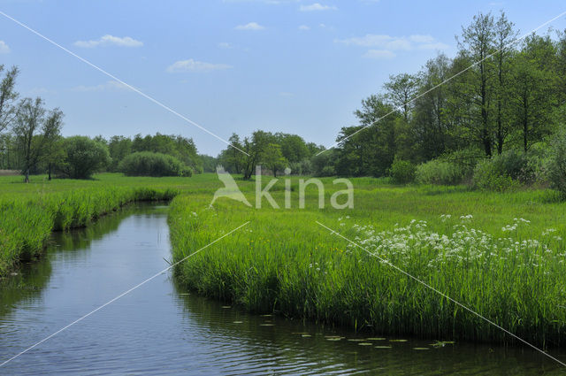 Riet (Phragmites australis)