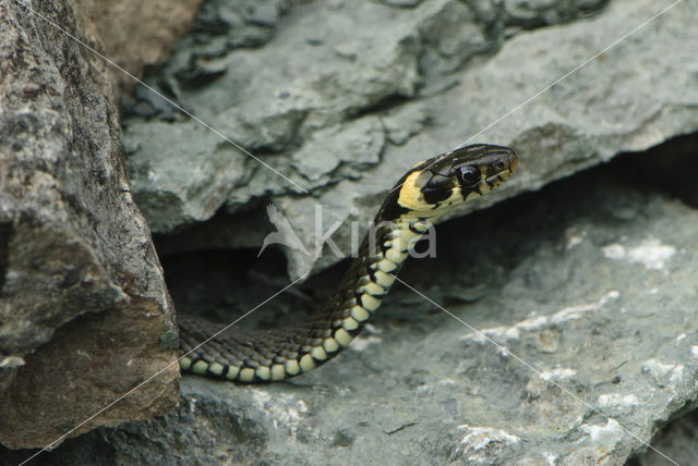 Grass Snake (Natrix natrix)