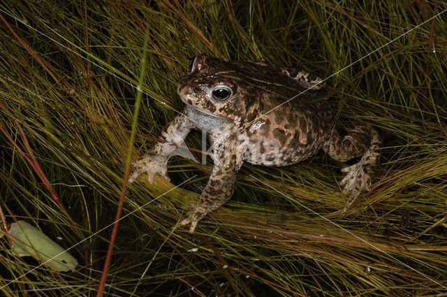 Rugstreeppad (Bufo calamita)