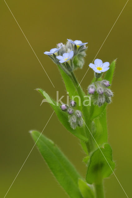 Ruw vergeet-mij-nietje (Myosotis ramosissima)