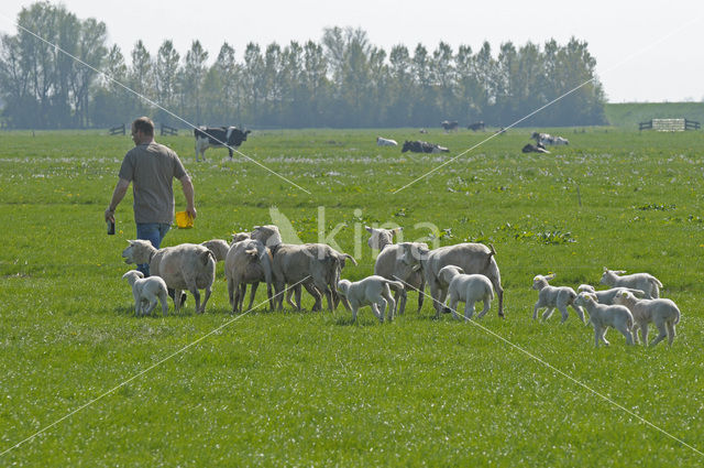 Schaap (Ovis domesticus)