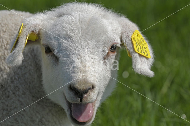 Schaap (Ovis domesticus)