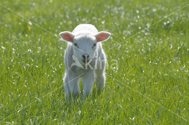 Schaap (Ovis domesticus)