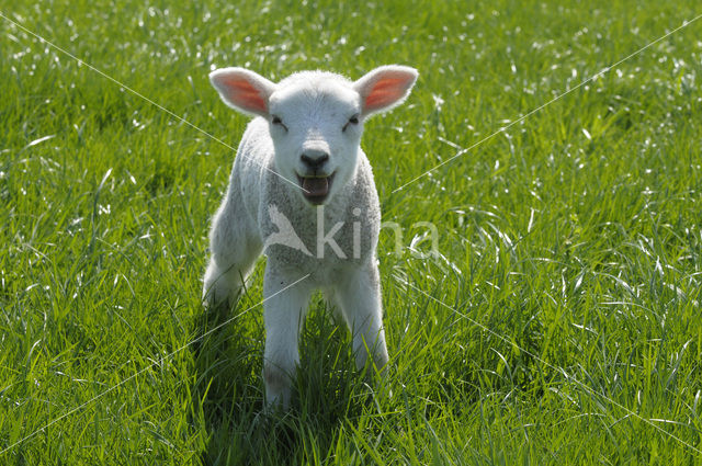 Schaap (Ovis domesticus)