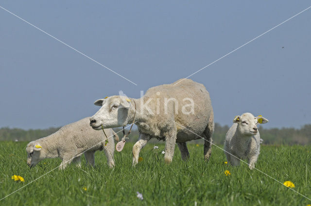 Schaap (Ovis domesticus)