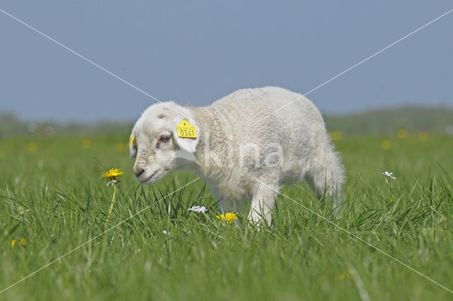 Schaap (Ovis domesticus)