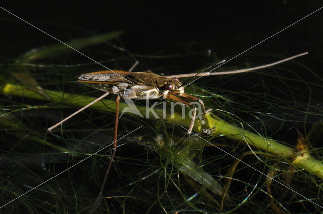 Schaatsenrijder (Gerris lacustris)