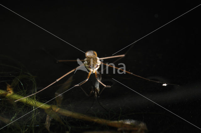 Schaatsenrijder (Gerris lacustris)