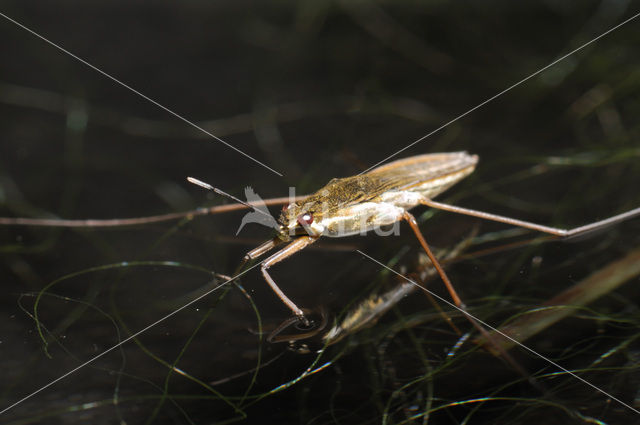 Schaatsenrijder (Gerris lacustris)