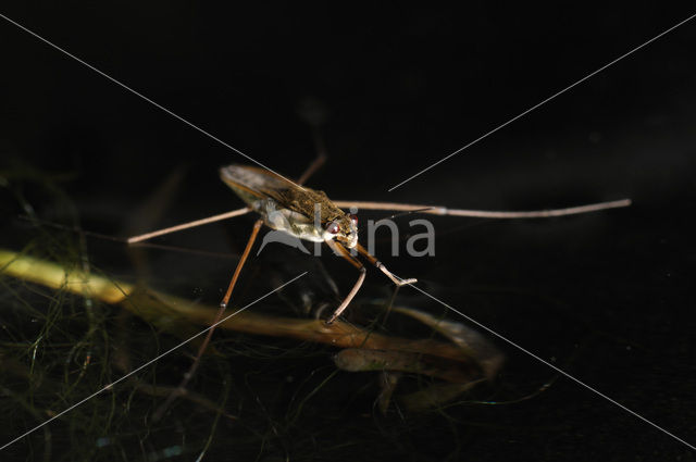 Schaatsenrijder (Gerris lacustris)