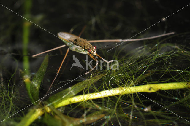 Schaatsenrijder (Gerris lacustris)