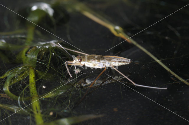 Schaatsenrijder (Gerris lacustris)