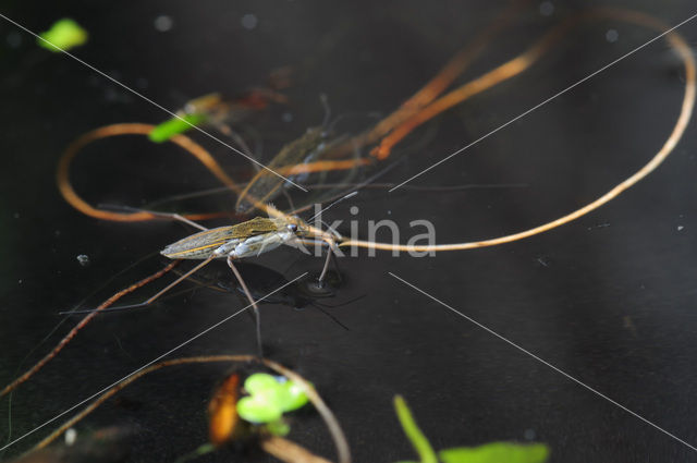 Schaatsenrijder (Gerris lacustris)