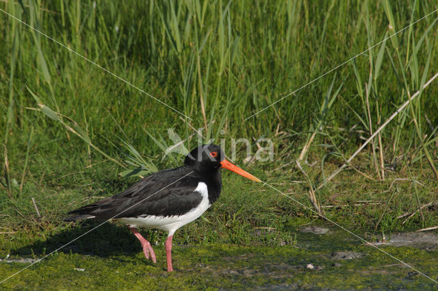 Scholekster (Haematopus ostralegus)