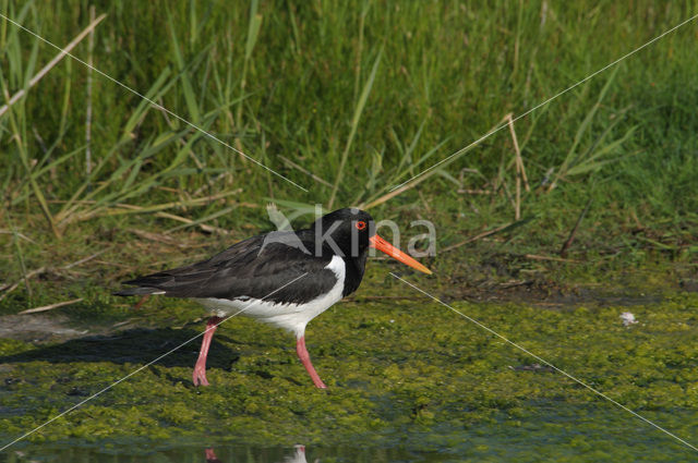 Scholekster (Haematopus ostralegus)