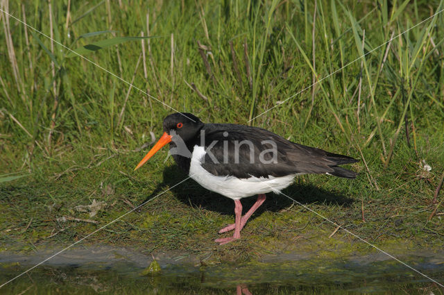 Scholekster (Haematopus ostralegus)